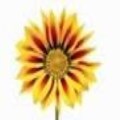 Horsham Horticultural Society 